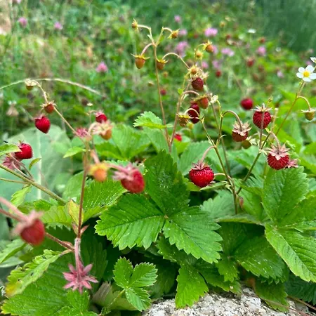 Lawa * Caprara (Crotone)