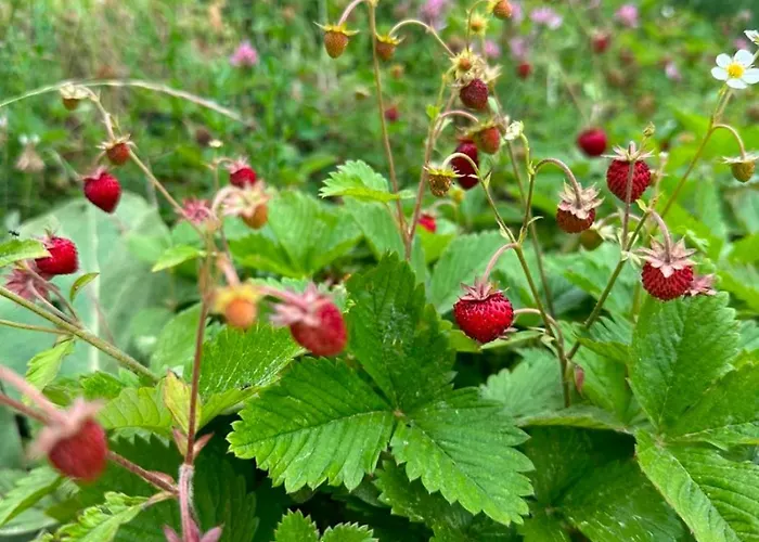 Lawa * Caprara (Crotone)